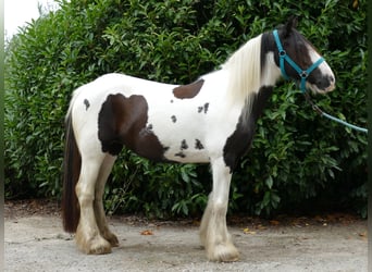 Cob Irlandese / Tinker / Gypsy Vanner, Giumenta, 9 Anni, 141 cm, Pezzato