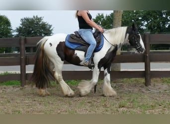 Cob Irlandese / Tinker / Gypsy Vanner, Giumenta, 9 Anni, 141 cm, Pezzato