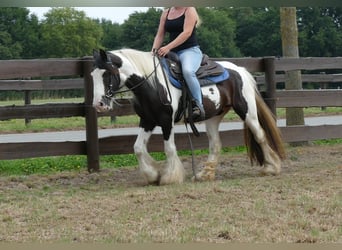 Cob Irlandese / Tinker / Gypsy Vanner, Giumenta, 9 Anni, 141 cm, Pezzato