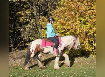 Cob Irlandese / Tinker / Gypsy Vanner, Giumenta, 9 Anni, 144 cm, Pezzato