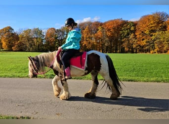 Cob Irlandese / Tinker / Gypsy Vanner, Giumenta, 9 Anni, 144 cm, Pezzato