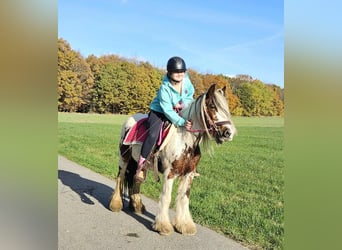 Cob Irlandese / Tinker / Gypsy Vanner, Giumenta, 9 Anni, 144 cm, Pezzato