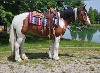 Cob Irlandese / Tinker / Gypsy Vanner, Giumenta, 9 Anni, 147 cm, Tobiano-tutti i colori