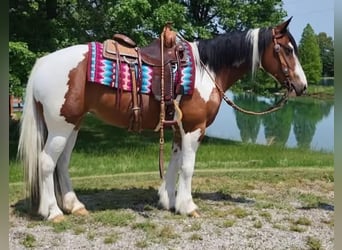 Cob Irlandese / Tinker / Gypsy Vanner, Giumenta, 9 Anni, 147 cm, Tobiano-tutti i colori