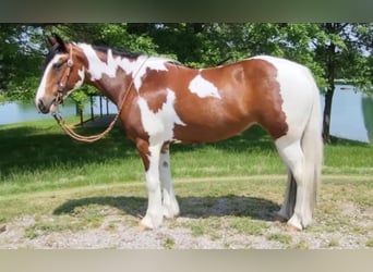 Cob Irlandese / Tinker / Gypsy Vanner, Giumenta, 9 Anni, 147 cm, Tobiano-tutti i colori