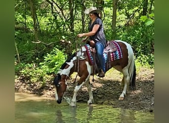 Cob Irlandese / Tinker / Gypsy Vanner, Giumenta, 9 Anni, 147 cm, Tobiano-tutti i colori