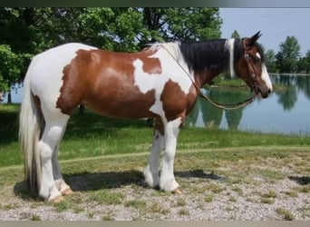 Cob Irlandese / Tinker / Gypsy Vanner, Giumenta, 9 Anni, 147 cm, Tobiano-tutti i colori