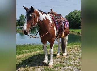 Cob Irlandese / Tinker / Gypsy Vanner, Giumenta, 9 Anni, 147 cm, Tobiano-tutti i colori