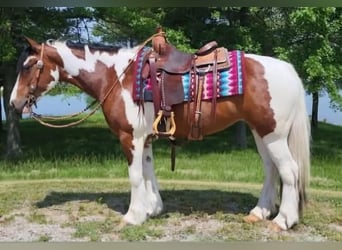 Cob Irlandese / Tinker / Gypsy Vanner, Giumenta, 9 Anni, 147 cm, Tobiano-tutti i colori