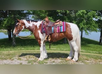 Cob Irlandese / Tinker / Gypsy Vanner, Giumenta, 9 Anni, 147 cm, Tobiano-tutti i colori