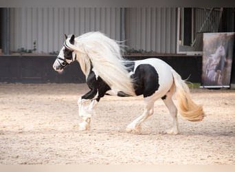 Cob Irlandese / Tinker / Gypsy Vanner, Giumenta, 9 Anni, 148 cm, Pezzato