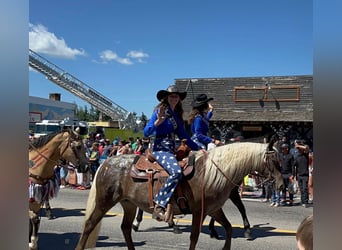 Cob Irlandese / Tinker / Gypsy Vanner, Giumenta, 9 Anni, 150 cm, Baio