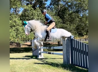 Cob Irlandese / Tinker / Gypsy Vanner, Giumenta, 9 Anni, 157 cm, Cremello