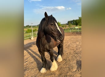 Cob Irlandese / Tinker / Gypsy Vanner, Giumenta, 9 Anni, Morello