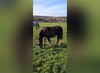 Cob Irlandese / Tinker / Gypsy Vanner, Giumenta, Puledri (04/2025), 120 cm, Leopard