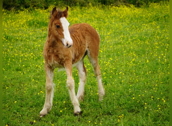 Cob Irlandese / Tinker / Gypsy Vanner, Giumenta, Puledri (03/2026), 153 cm
