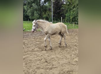 Cob Irlandese / Tinker / Gypsy Vanner, Giumenta, Puledri (05/2026), Pelle di daino
