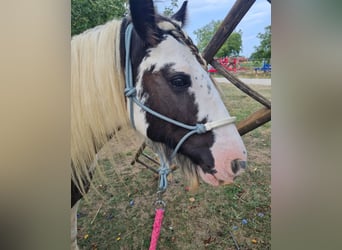 Cob Irlandese / Tinker / Gypsy Vanner, Stallone, 14 Anni, 134 cm, Pezzato