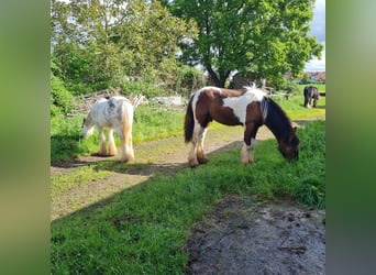 Cob Irlandese / Tinker / Gypsy Vanner, Stallone, 1 Anno, 110 cm