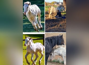 Cob Irlandese / Tinker / Gypsy Vanner, Stallone, 1 Anno, 110 cm