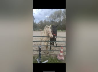 Cob Irlandese / Tinker / Gypsy Vanner, Stallone, 1 Anno, 124 cm