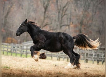 Cob Irlandese / Tinker / Gypsy Vanner, Stallone, 1 Anno, 132 cm, Morello