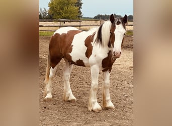 Cob Irlandese / Tinker / Gypsy Vanner, Stallone, 1 Anno, 140 cm, Pezzato