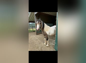 Cob Irlandese / Tinker / Gypsy Vanner, Stallone, 1 Anno, 144 cm, Falbo