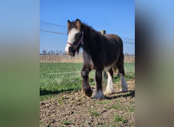 Cob Irlandese / Tinker / Gypsy Vanner, Stallone, 1 Anno, 145 cm, Morello