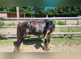 Cob Irlandese / Tinker / Gypsy Vanner, Stallone, 1 Anno, 145 cm, Morello