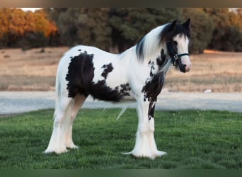 Cob Irlandese / Tinker / Gypsy Vanner, Stallone, 1 Anno, 145 cm, Pezzato