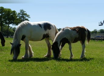 Cob Irlandese / Tinker / Gypsy Vanner, Stallone, 1 Anno, 145 cm, Pezzato
