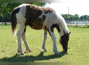 Cob Irlandese / Tinker / Gypsy Vanner, Stallone, 1 Anno, 145 cm, Pezzato