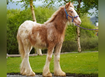 Cob Irlandese / Tinker / Gypsy Vanner, Stallone, 1 Anno, 148 cm