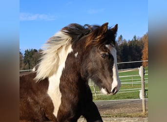 Cob Irlandese / Tinker / Gypsy Vanner, Stallone, 1 Anno, 150 cm, Pezzato