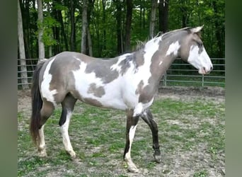 Cob Irlandese / Tinker / Gypsy Vanner, Stallone, 1 Anno, 151 cm, Pezzato
