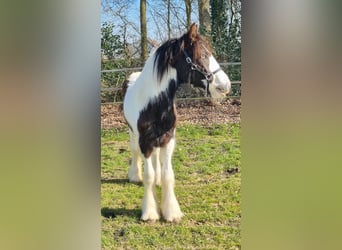 Cob Irlandese / Tinker / Gypsy Vanner, Stallone, 1 Anno, 154 cm, Pezzato