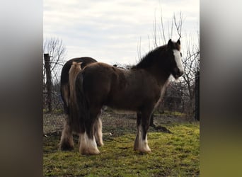 Cob Irlandese / Tinker / Gypsy Vanner, Stallone, 1 Anno, 155 cm, Baio nero