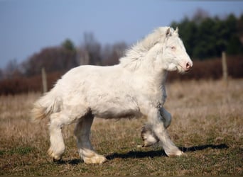 Cob Irlandese / Tinker / Gypsy Vanner, Stallone, 1 Anno, Cremello