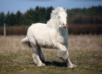 Cob Irlandese / Tinker / Gypsy Vanner, Stallone, 1 Anno, Cremello