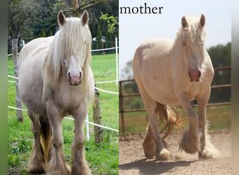 Cob Irlandese / Tinker / Gypsy Vanner, Stallone, 1 Anno, Cremello