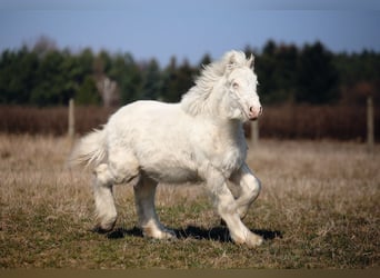 Cob Irlandese / Tinker / Gypsy Vanner, Stallone, 1 Anno, Cremello