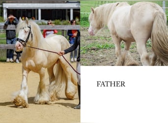 Cob Irlandese / Tinker / Gypsy Vanner, Stallone, 1 Anno, Cremello