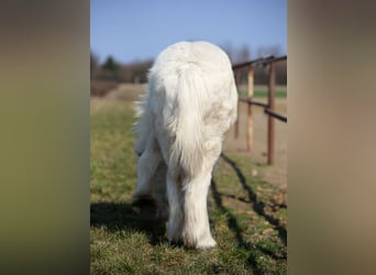 Cob Irlandese / Tinker / Gypsy Vanner, Stallone, 1 Anno, Cremello