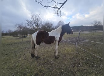 Cob Irlandese / Tinker / Gypsy Vanner, Stallone, 1 Anno, Pezzato