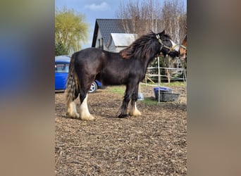Cob Irlandese / Tinker / Gypsy Vanner, Stallone, 2 Anni, 143 cm, Morello