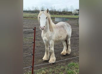 Cob Irlandese / Tinker / Gypsy Vanner, Stallone, 2 Anni, 145 cm, Perlino