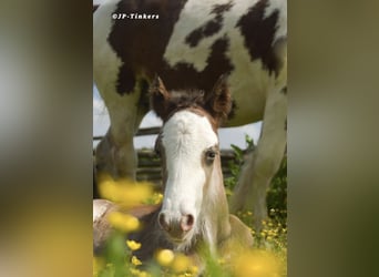 Cob Irlandese / Tinker / Gypsy Vanner, Stallone, 2 Anni, 155 cm, Baio