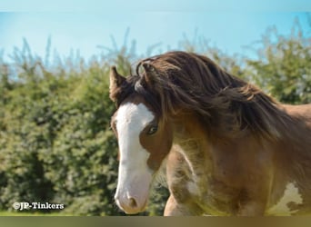 Cob Irlandese / Tinker / Gypsy Vanner, Stallone, 2 Anni, 155 cm, Baio
