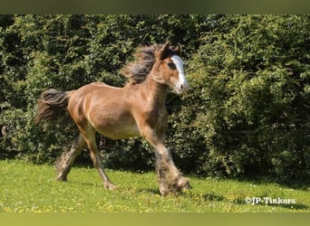 Cob Irlandese / Tinker / Gypsy Vanner, Stallone, 2 Anni, 155 cm, Baio